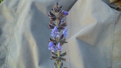 Salvia verbenaca