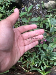 Desmodium axillare
