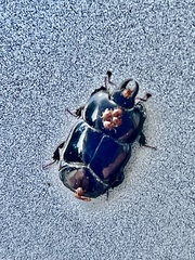 Hololepta