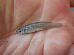 Lythrurus umbratilis