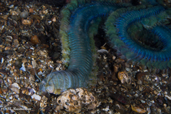 Alitta virens