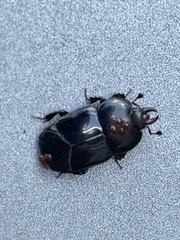 Hololepta