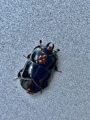 Hololepta