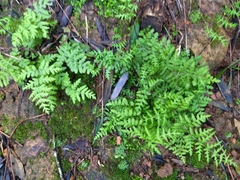 Cheilanthes capensis