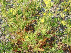 Potentilla litoralis