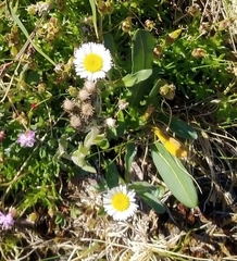 Erigeron uniflorus