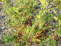 Potentilla litoralis
