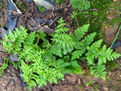 Cheilanthes capensis