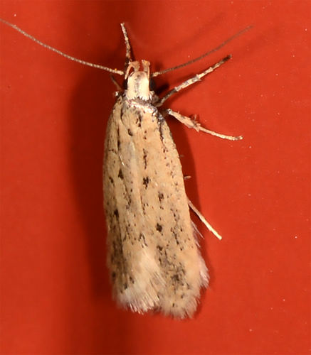 Chionodes praeco