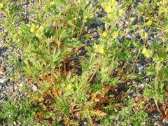 Potentilla litoralis