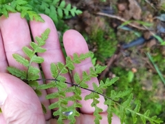 Cheilanthes capensis