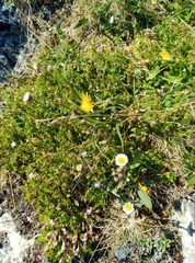 Erigeron uniflorus