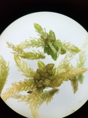 Sphagnum centrale