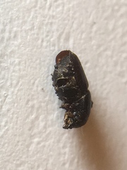 Scolytus