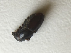 Scolytus