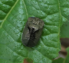 Chlamydocassis bicornuta