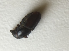 Scolytus