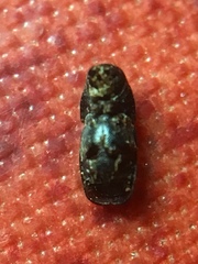 Scolytus