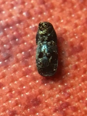 Scolytus