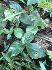 Desmodium axillare
