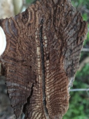 Scolytus