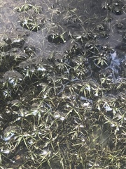 Najas guadalupensis