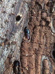 Scolytus