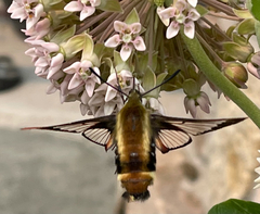 Hemaris aethra