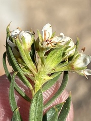 Agathosma puberula