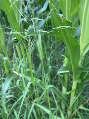Panicum schinzii