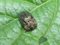 Chlamydocassis bicornuta