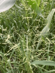 Panicum schinzii
