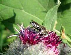 Coelioxys rufescens