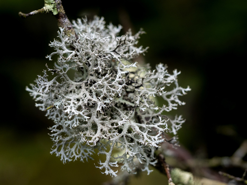 Common Antler Lichen