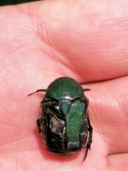 Euphoria westermanni