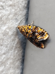 Celypha siderana