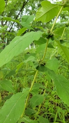 Triosteum perfoliatum