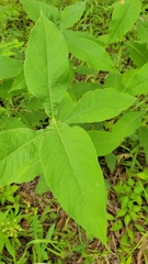 Triosteum perfoliatum