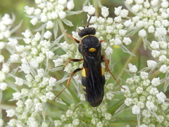 Nysson plagiatus