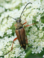 Typocerus acuticauda