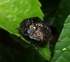 Polychalca aerea