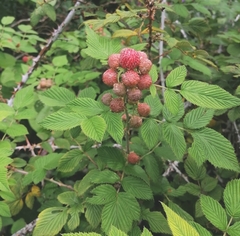 Rubus niveus