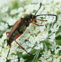 Typocerus acuticauda