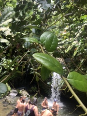 Schlegelia brachyantha