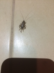 Eumodicogryllus bordigalensis