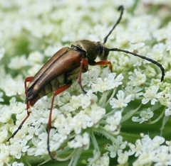 Typocerus acuticauda