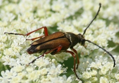 Typocerus acuticauda