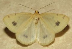 Macaria ribearia