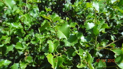 Prunus ilicifolia ilicifolia