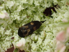 Variimorda villosa